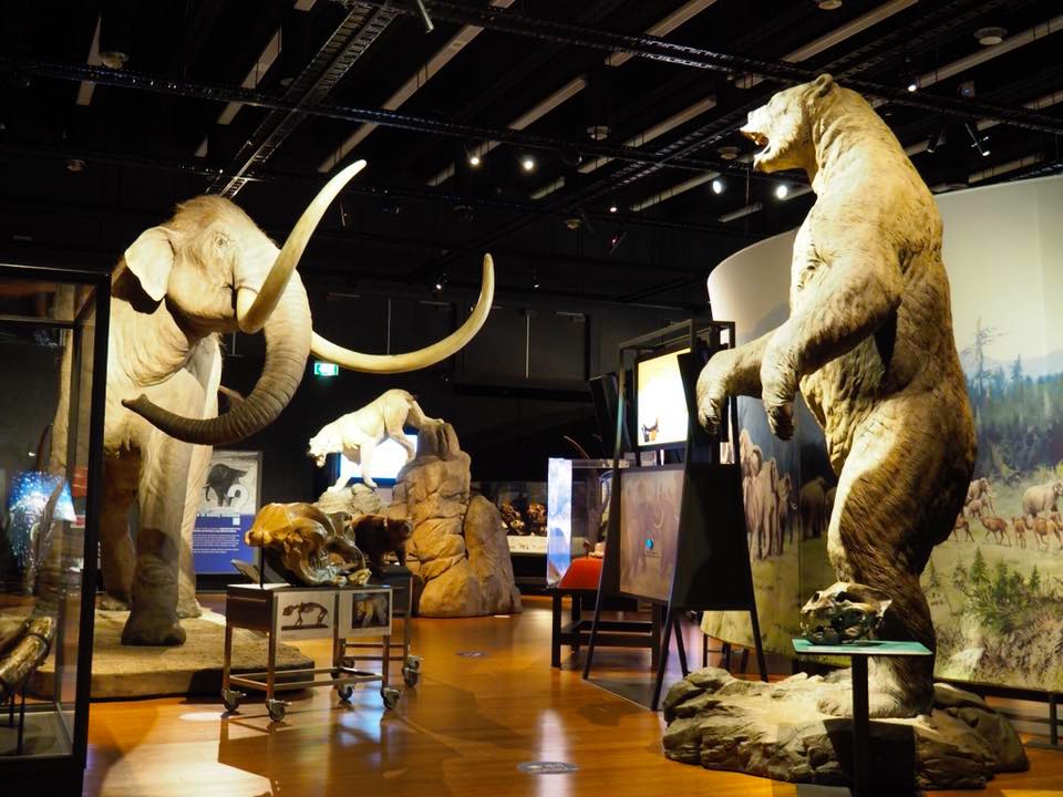 Australian-Museum-Welcomes-Woolly-Mammoth-to-Sydney-full-scale
