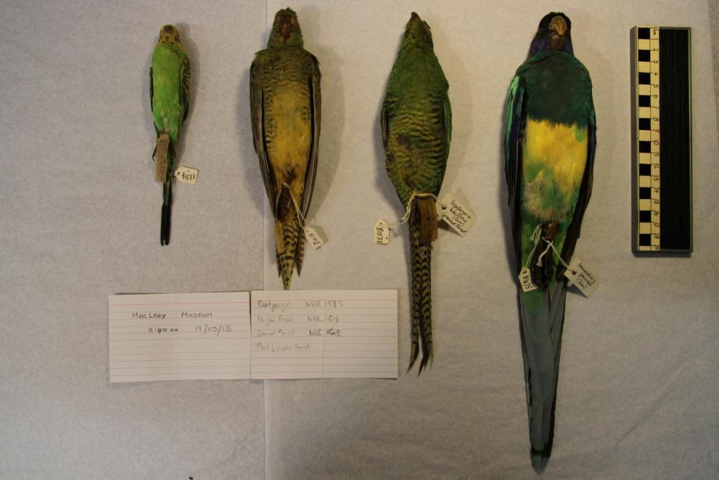 macleay_museum.1