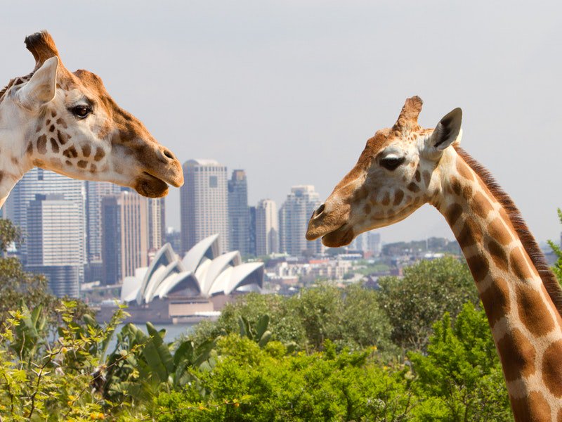 4Taronga Zoo Sydney (1)