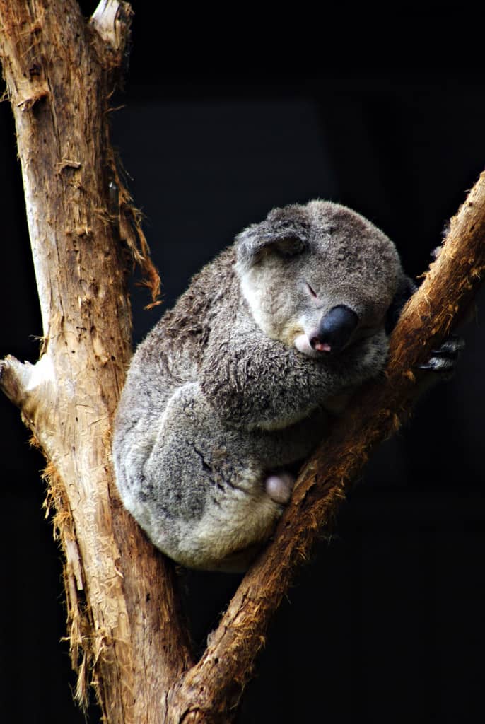 Taronga Zoo Sydney (1)
