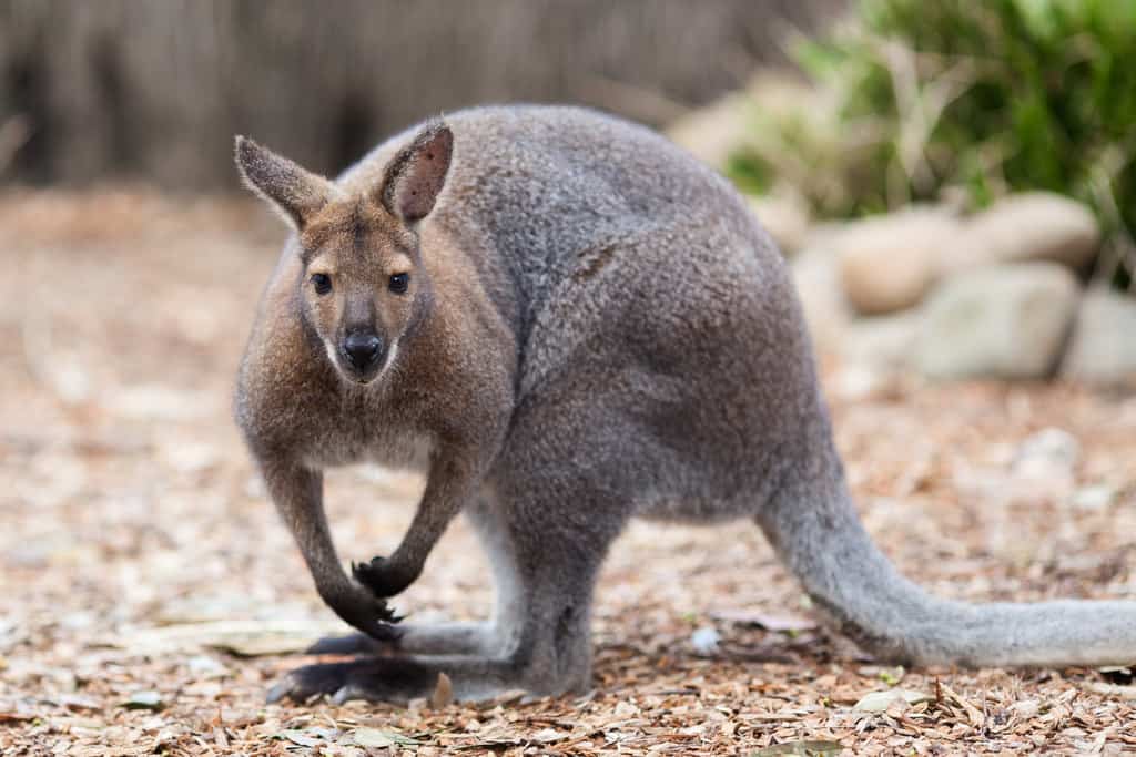 Taronga Zoo Sydney (2)
