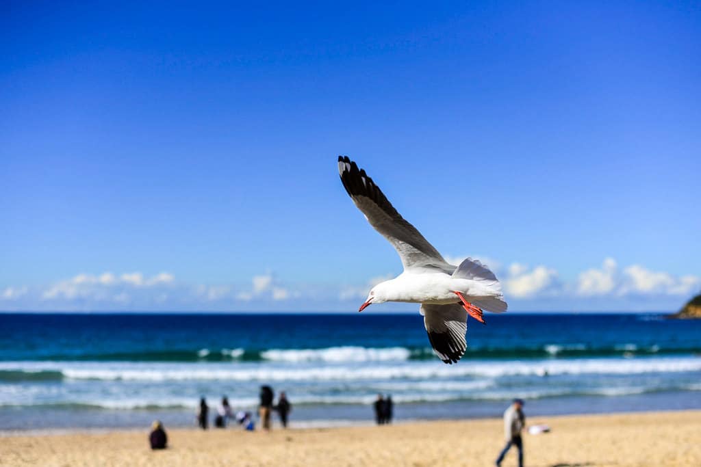 manly beach sydney