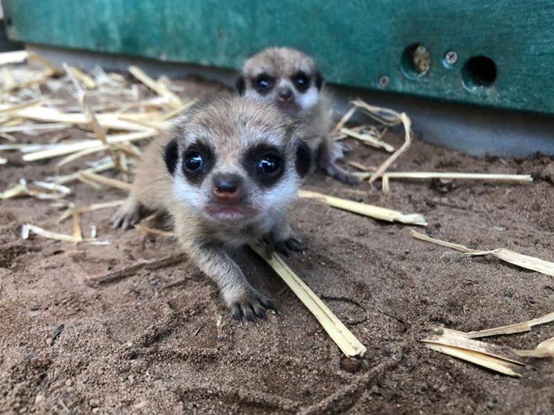 meerkat Taronga Zoo Sydney (1)