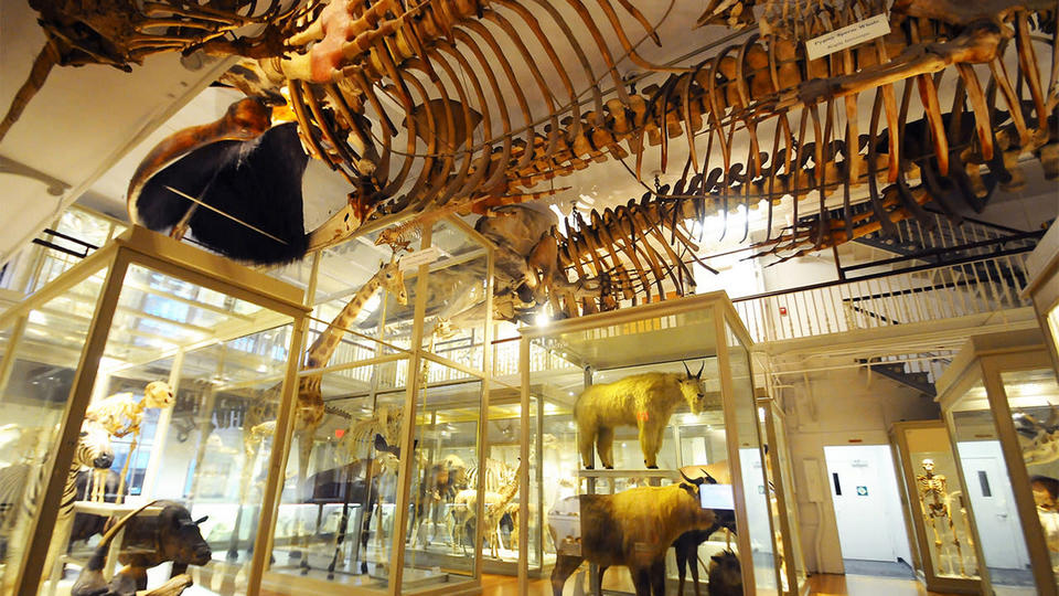 Harvard Museum of Natural History