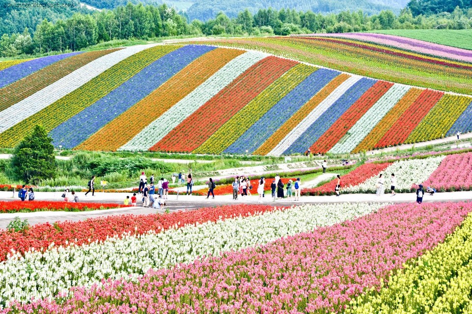 sapporo in summer4