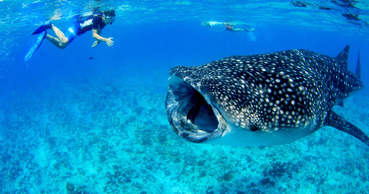 Swim with giant fish that are lovely and friendly.