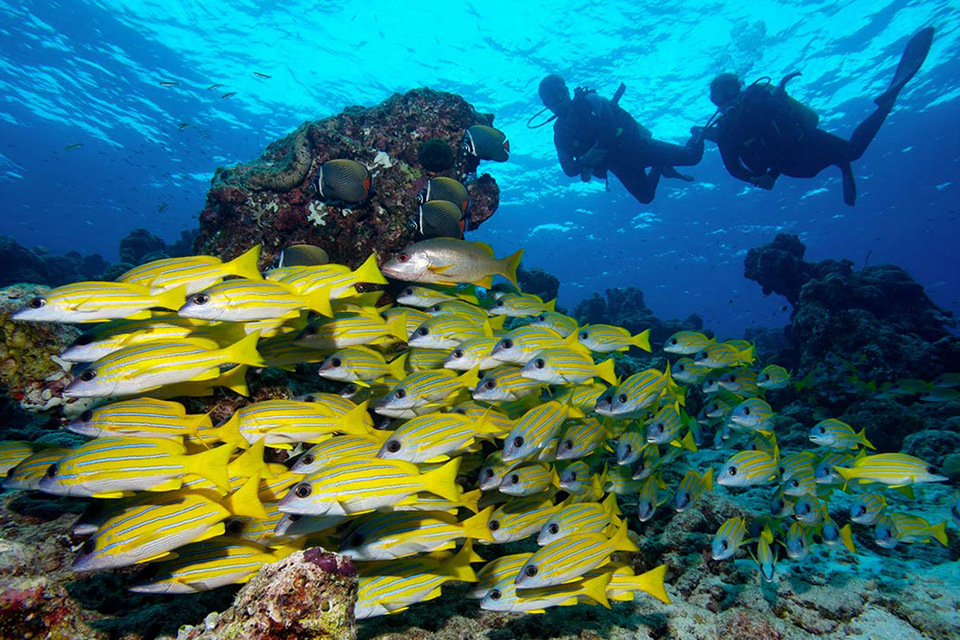 Maldives Scuba Diving