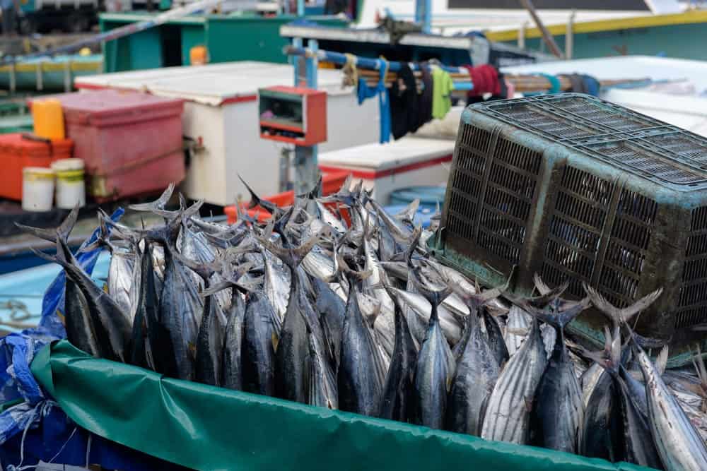 The traditional market is also the place to sell the best fresh tuna, one of the quality specialties of the Maldives.