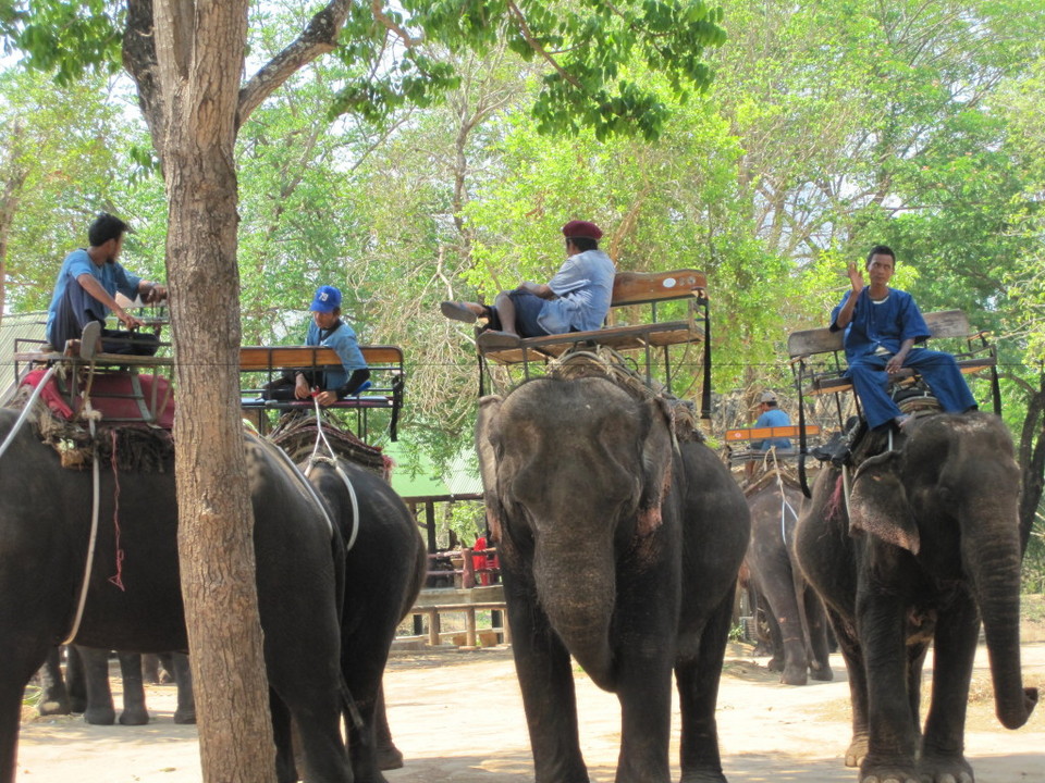 Taweechai Elephant Camp (1)