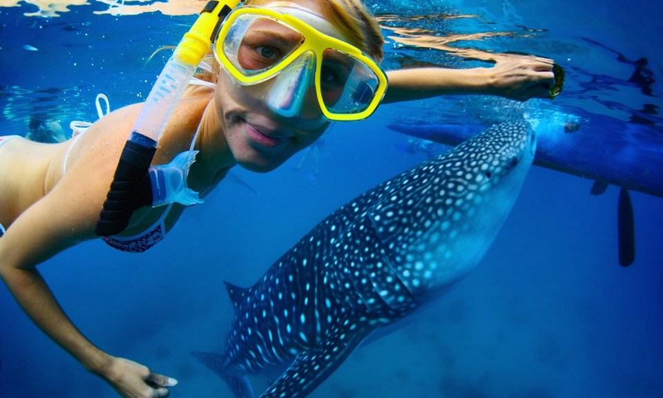 Swimming with a whale shark in Oslob