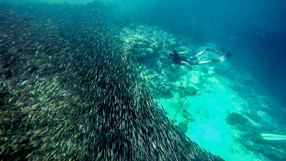 diving in Moalboal