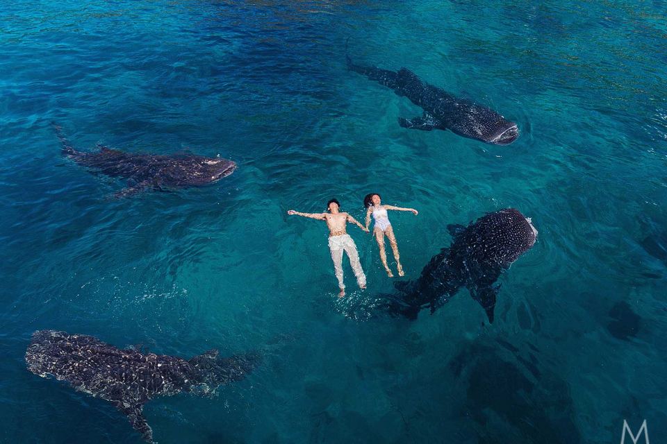 oslob cebu whale shark,cebu guide,cebu blog,cebu island travel guide,cebu travel blog,cebu travel guide,cebu trip blog (1)