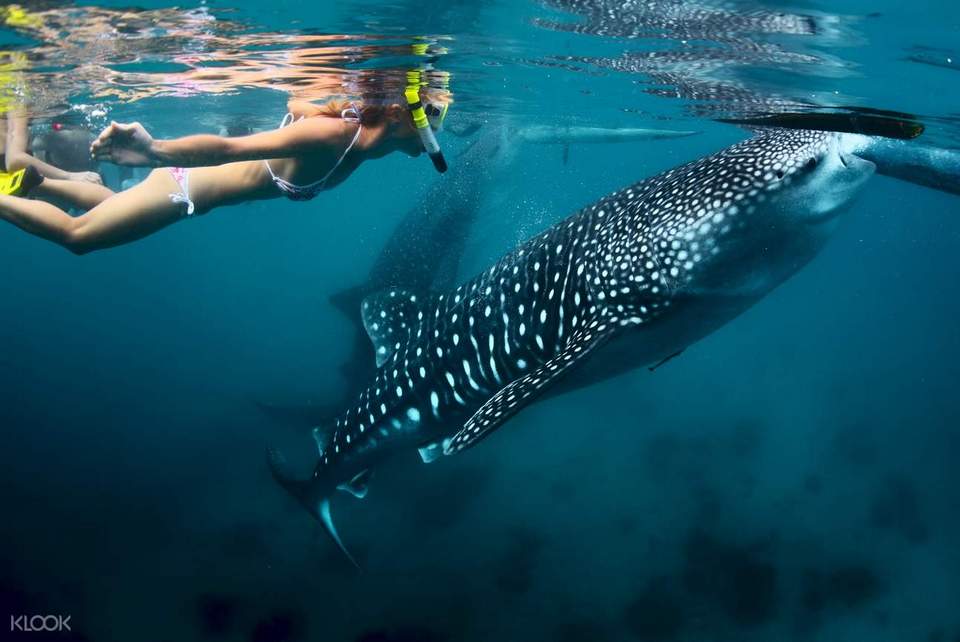 oslob cebu whale shark,cebu guide,cebu blog,cebu island travel guide,cebu travel blog,cebu travel guide,cebu trip blog (1)