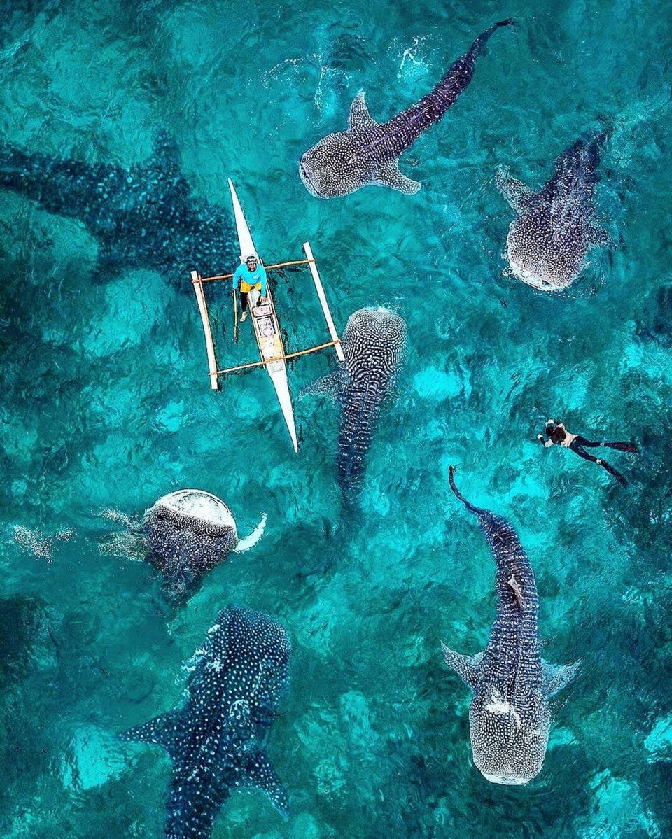 oslob cebu whale shark,cebu guide,cebu blog,cebu island travel guide,cebu travel blog,cebu travel guide,cebu trip blog (1)