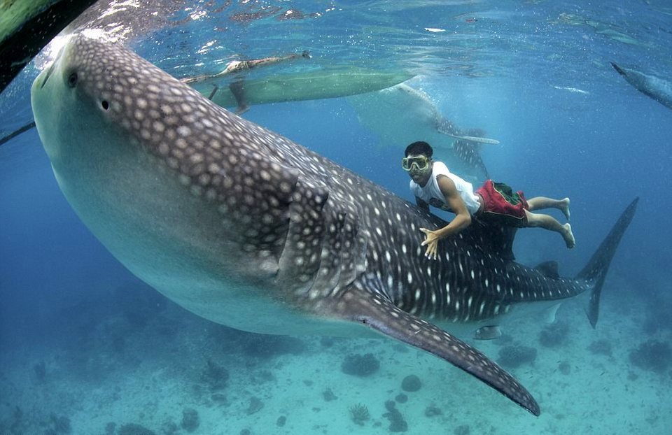 oslob cebu whale shark,cebu guide,cebu blog,cebu island travel guide,cebu travel blog,cebu travel guide,cebu trip blog (1)
