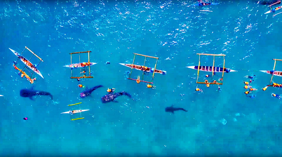 oslob cebu whale shark,cebu guide,cebu blog,cebu island travel guide,cebu travel blog,cebu travel guide,cebu trip blog (1)