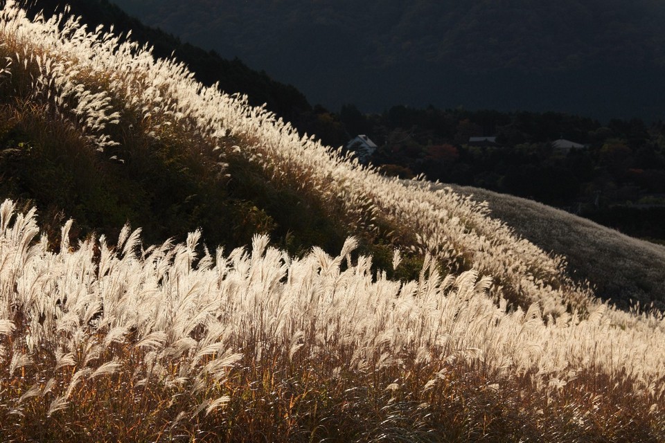 hakone grass field