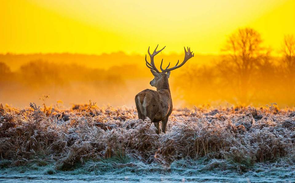 Hoge Veluwe National Park (1)