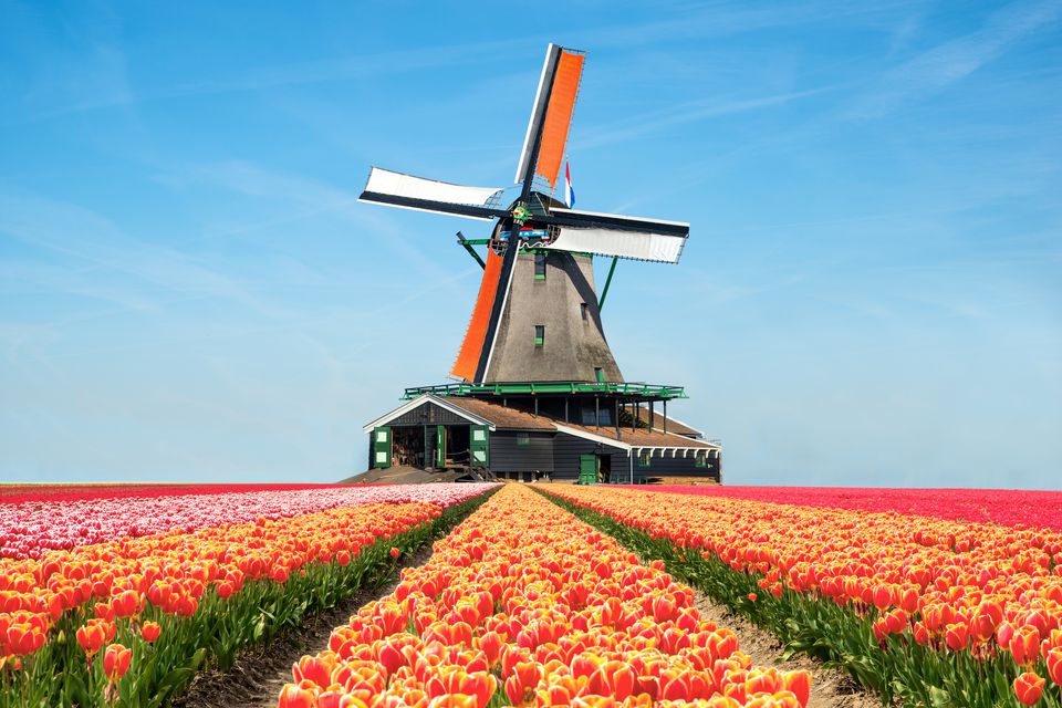 Keukenhof flower garden