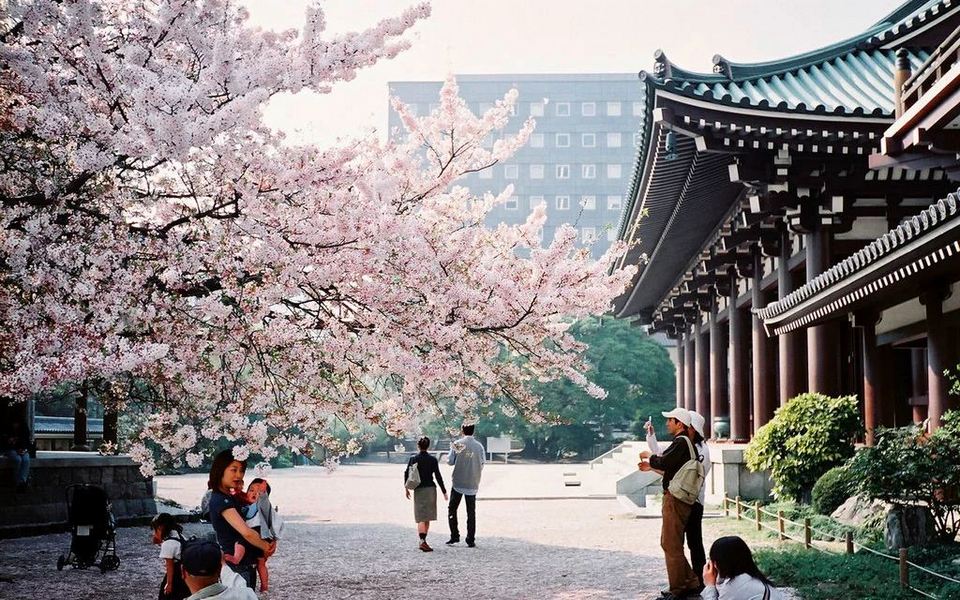 fukuoka-hanami