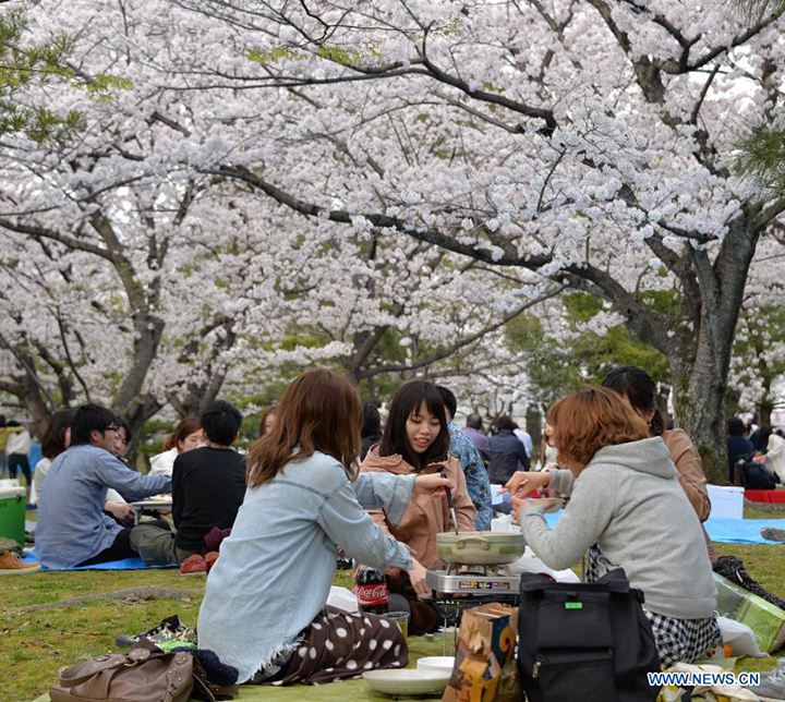 hanami fukuoka travel blog