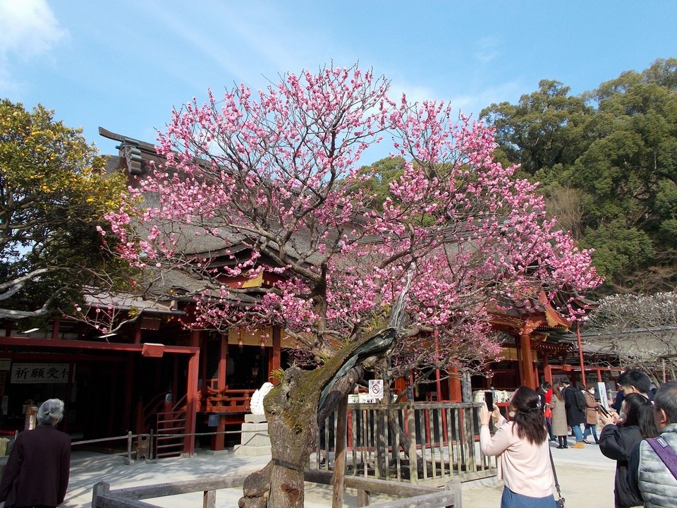 Dazaifu Tenmangu Shrine,fukuoka travel blog,fukuoka blog (12)