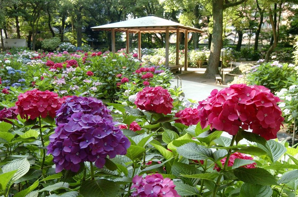 Hakozaki-Shrine hydrangea