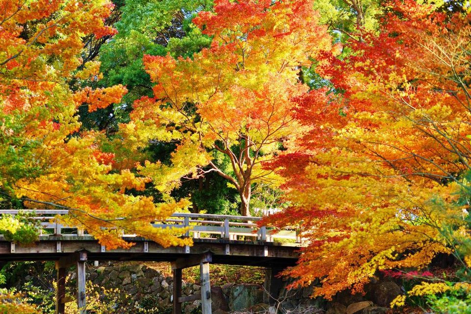Autumn leaves at Tokugawa gardens Nagoya