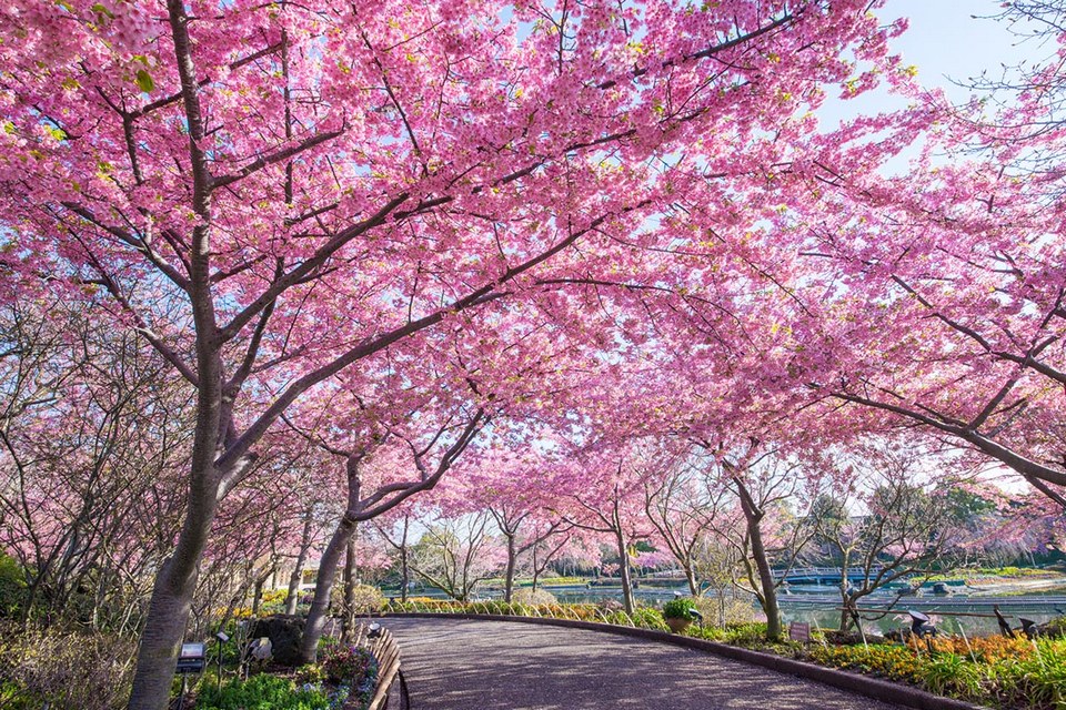 Nabana-no-Sato-Cherry-Blossoms