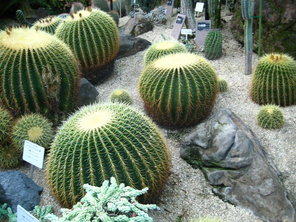 Higashiyama Zoo and Botanical Gardens,nagoya travel blog (1)