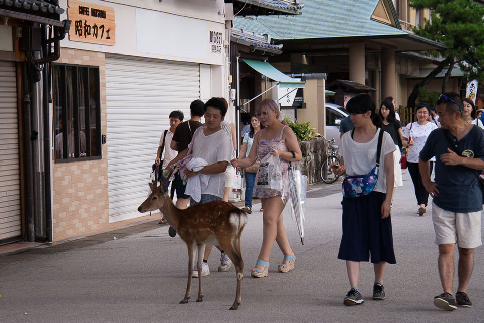 Miyajima Island,hiroshima travel blog (1)