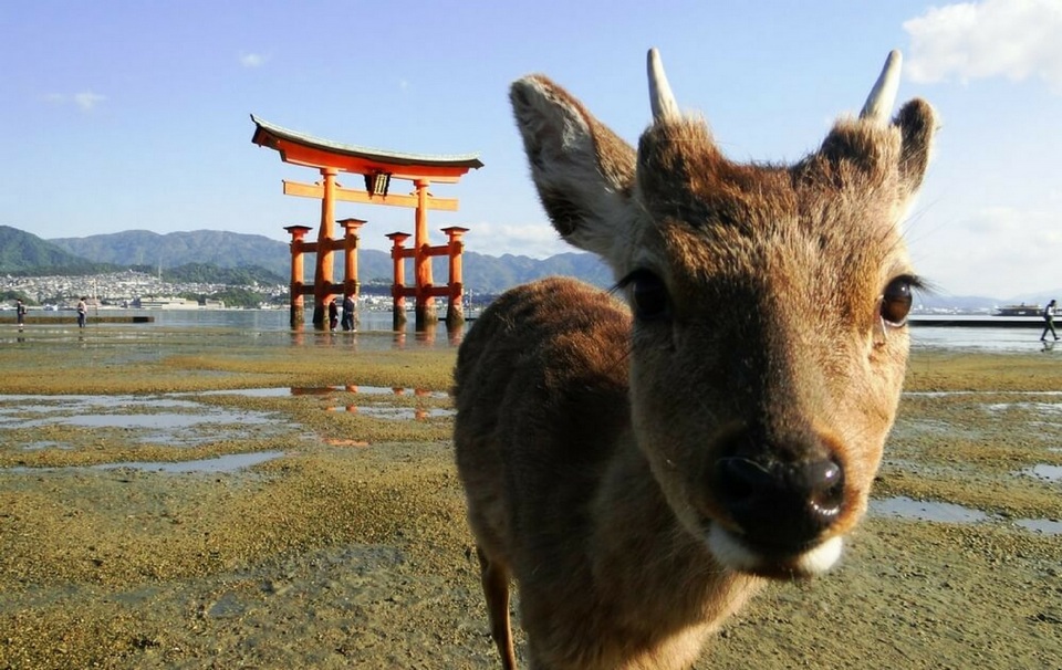 Miyajima Island,hiroshima travel blog (1)