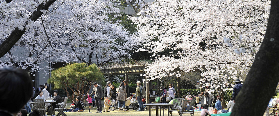 Shukkeien Garden hiroshima travel blog,hiroshima travel guide (10)