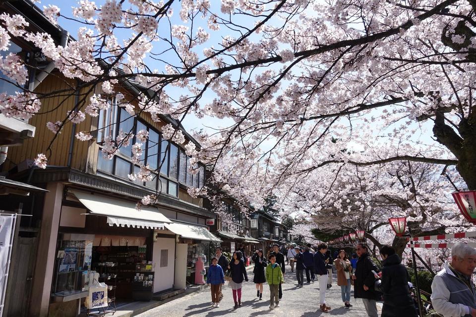 kanazawa-sakura,kanazawa travel blog
