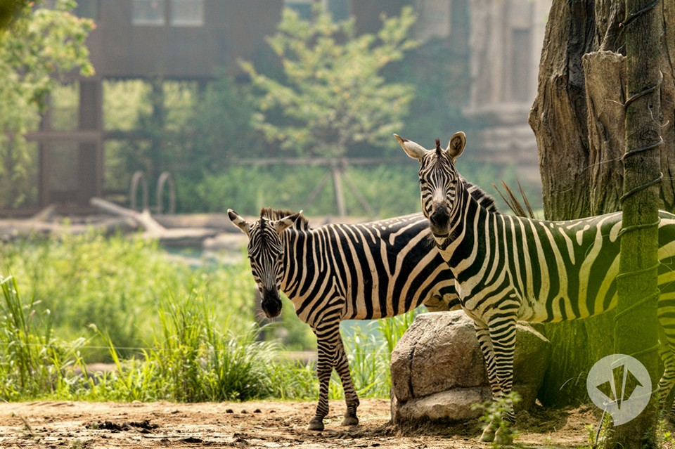 Everland, Korea
