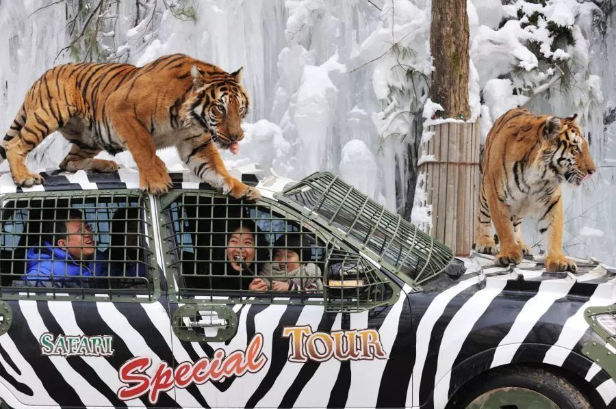 Zootopia, Everland, Korea