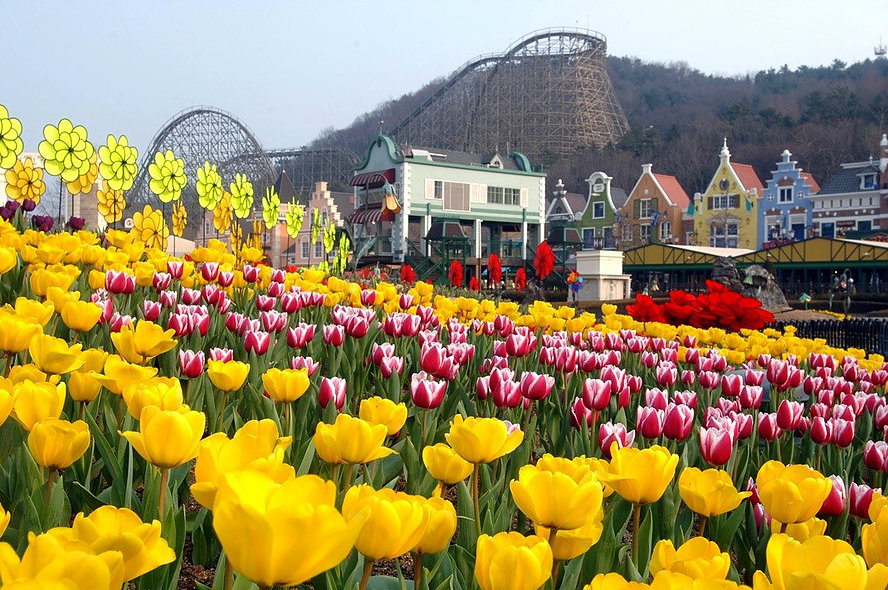 Everland – Tulips in Spring