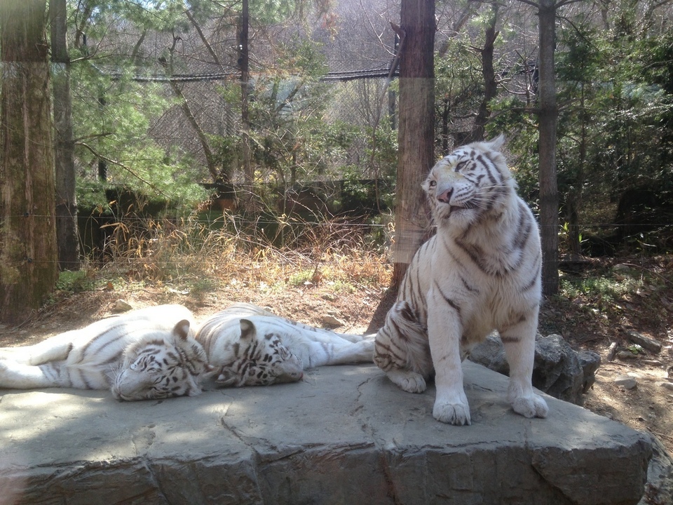 everlnad zootopia everland korea blog (1)