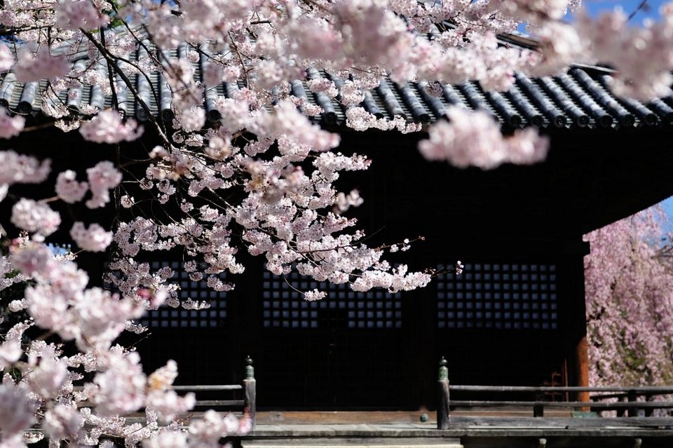 Soft pink cherry blossoms in front of Goma-do Hall. It looks as though