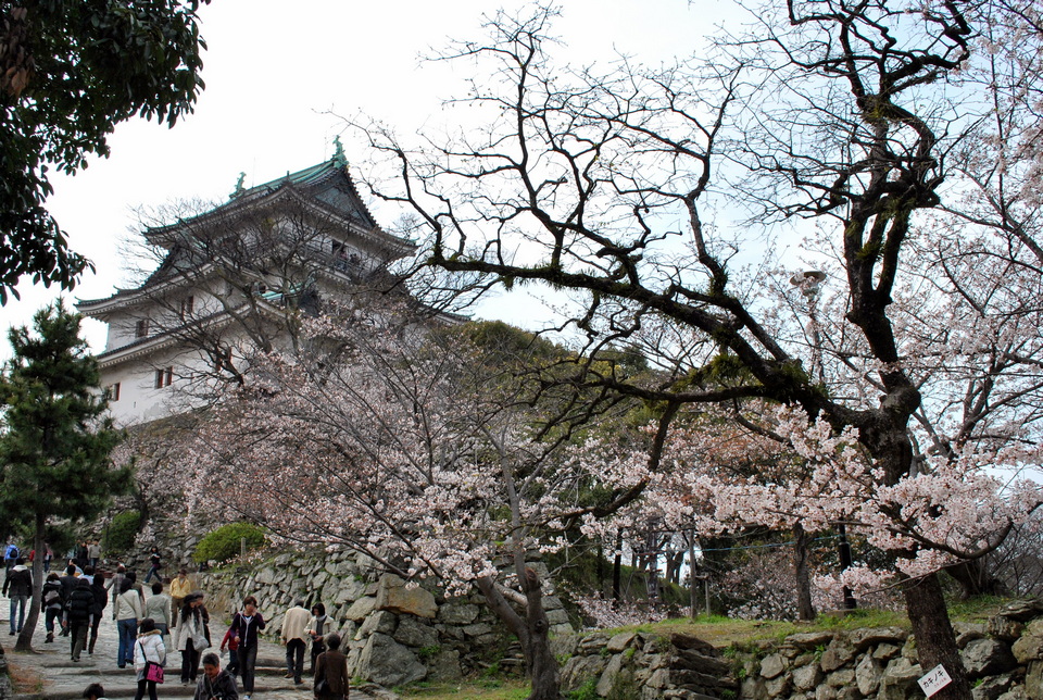 Wakayama castle in spring-time