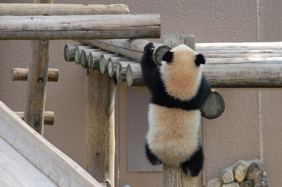 Wakayama zoo