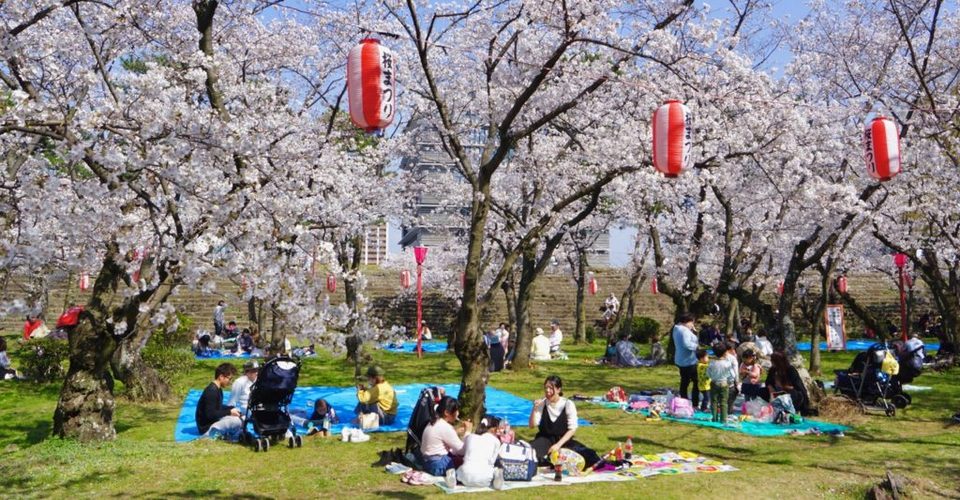 Enjoying Hanami (Sakura)