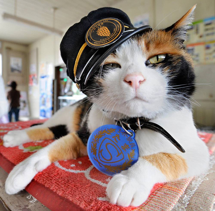 tama cat chief station (1)