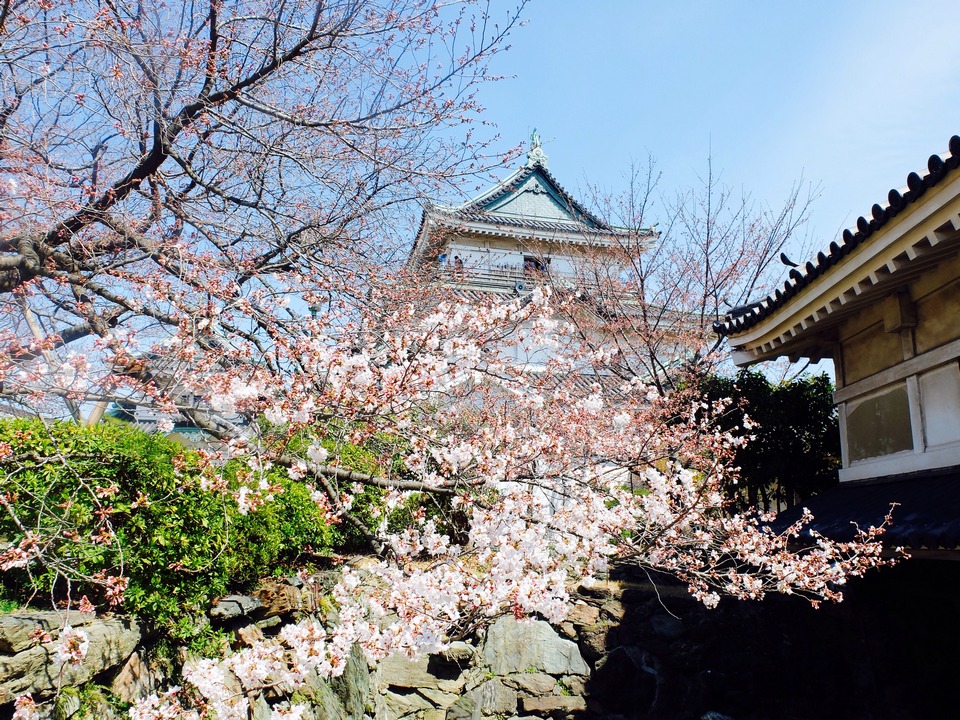 wakayama castle,wakayama travel blog,wakayama travel guide (9)