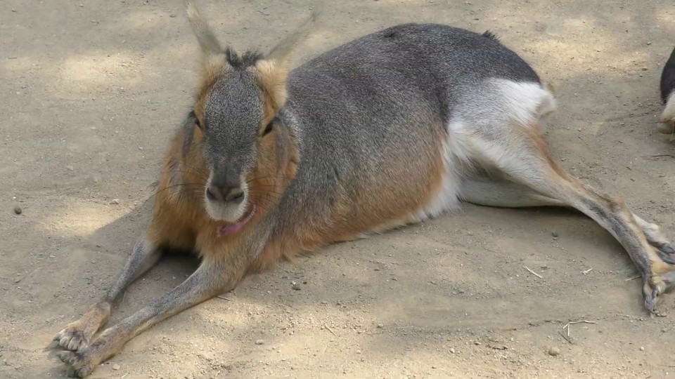 wakayama park zoo