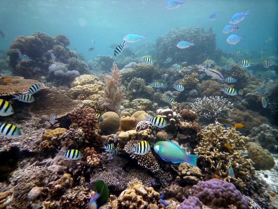 Hilutungan Island,3 days in cebu,cebu itinerary 3 days,cebu itinerary 3 days 2 nights,cebu trip itinerary,what to do in cebu for 3 days (1)