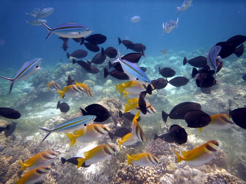 Hilutungan Island,3 days in cebu,cebu itinerary 3 days,cebu itinerary 3 days 2 nights,cebu trip itinerary,what to do in cebu for 3 days (1)