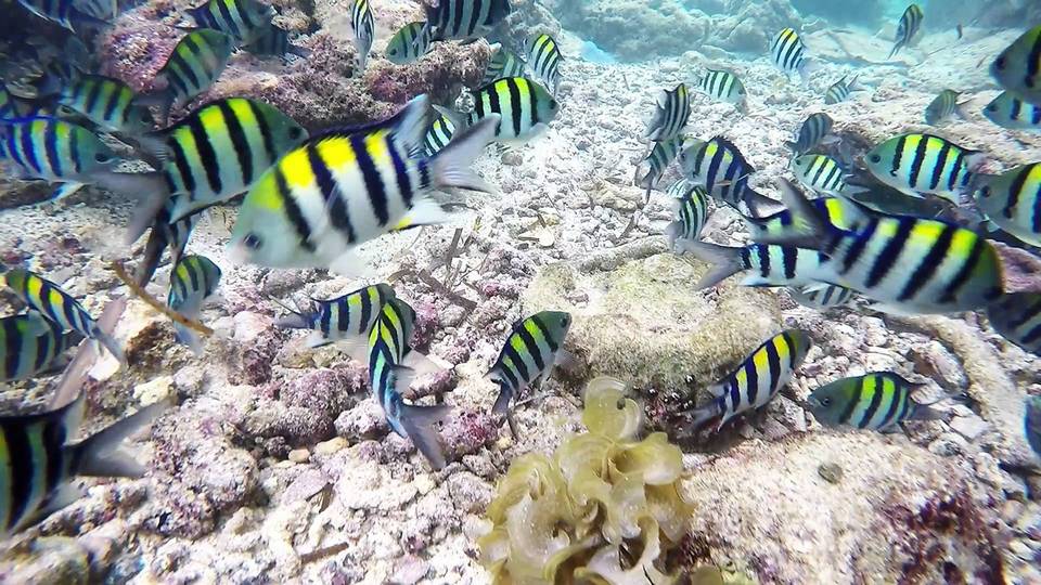 Nalusuan Island,3 days in cebu,cebu itinerary 3 days,cebu itinerary 3 days 2 nights,cebu trip itinerary,what to do in cebu for 3 days (1)
