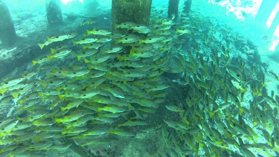 Nalusuan Island,3 days in cebu,cebu itinerary 3 days,cebu itinerary 3 days 2 nights,cebu trip itinerary,what to do in cebu for 3 days (1)