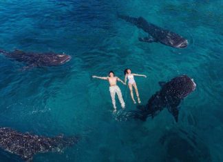oslob whale shark cebu